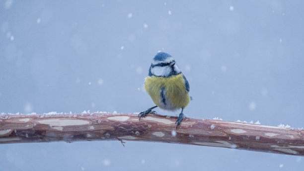 蓝冠山雀图片下载