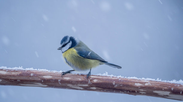蓝冠山雀图片下载