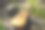 一把古老的棕色木制吉他躺在乌克兰春草地上的一条石头路上图片下载