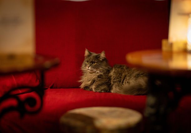 毛茸茸的灰猫舒服地躺在酒吧的红色沙发上图片下载