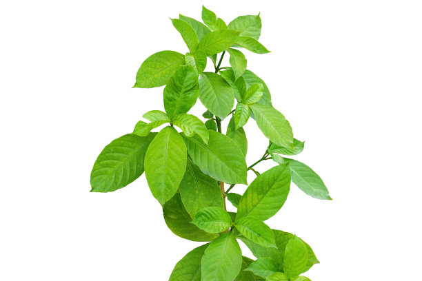 绿树分离图片下载