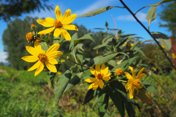 菊芋是菊科向日葵属多年生草本块茎植物的一种。黄色的花朵。图片下载