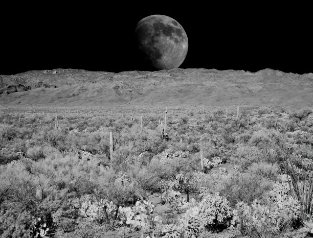 亚利桑那州索诺拉沙漠月出图片下载