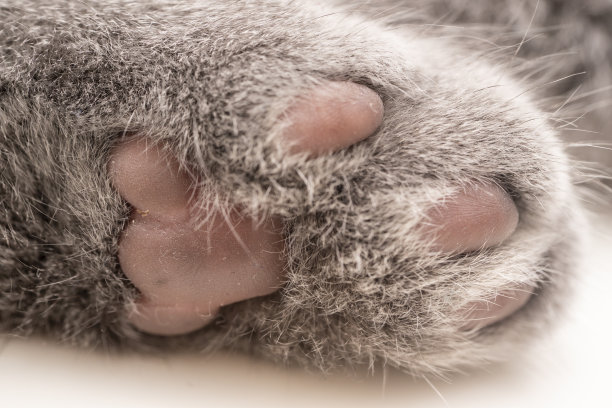 近距离微距摄影短毛灰猫手图片下载