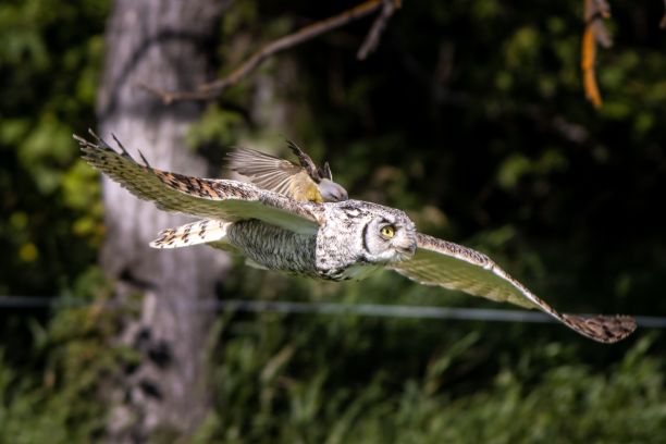 在风景如画的田野里，雄伟的猫头鹰优雅地翱翔在茂盛的草地上图片下载