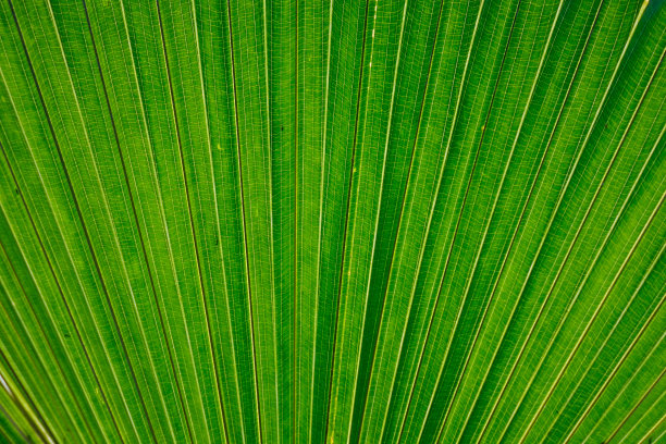 叶结构图片下载