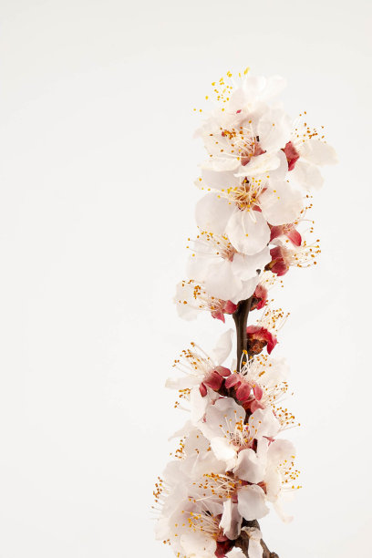 开花果枝。开花的果枝。白色背景上的杏花图片下载