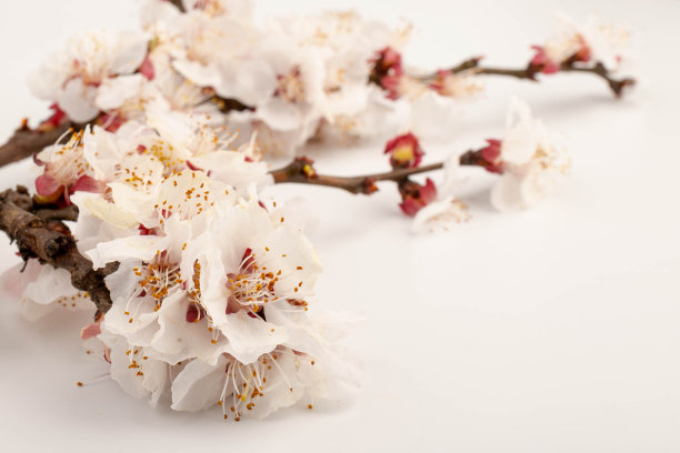开花果枝。开花的果枝。白色背景上的杏花图片下载