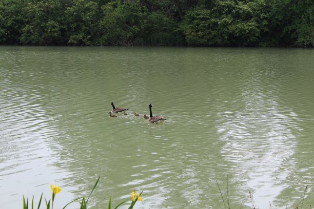 鸭妈妈和鸭爸爸，还有他们的小鸭子图片下载