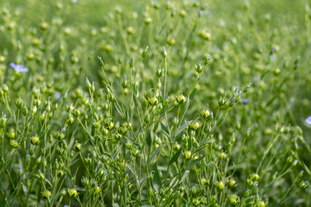 绿色亚麻田背景上的绿色亚麻种子胶囊图片下载