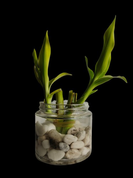 一种种在花盆里的绿色小植物，带有装饰性的花絮。黑色背景图片下载