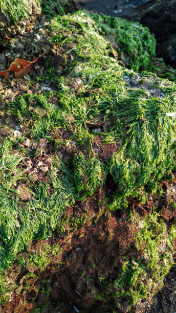 海滩上石头上的苔藓照片。几乎覆盖了石头表面。图片下载