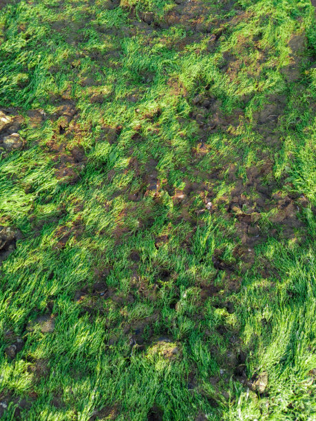 海滩上石头上的苔藓照片。几乎覆盖了石头表面。图片下载