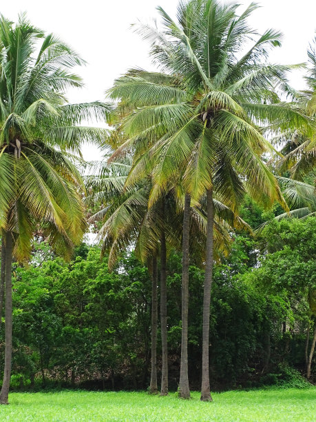 一排树图片下载