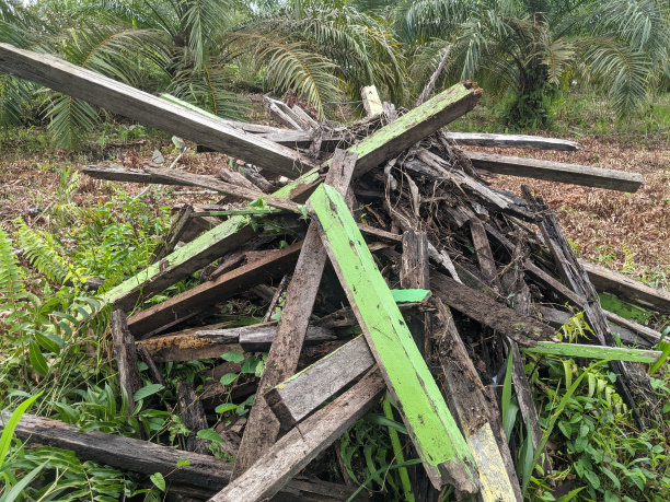 一堆木头图片下载