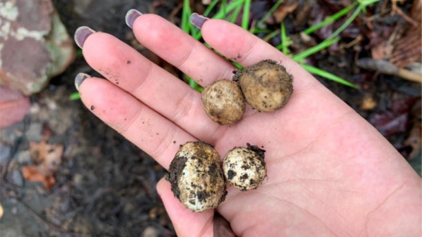 烤香菇，食，餐，食，香菇，白，背景图片下载