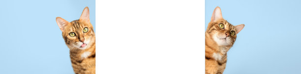 两只猫从一堵白墙后面往外偷看。图片下载