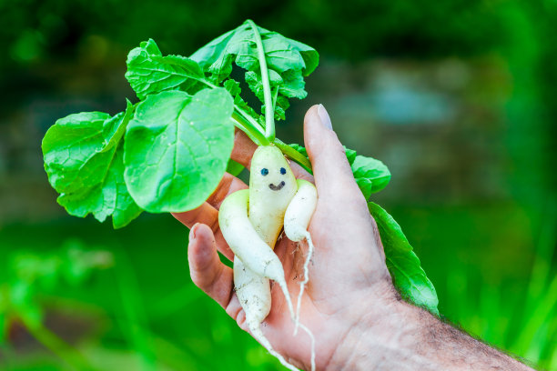 创意饮食食品健康饮食的概念照片，由新鲜蔬菜制成的人体。图片下载