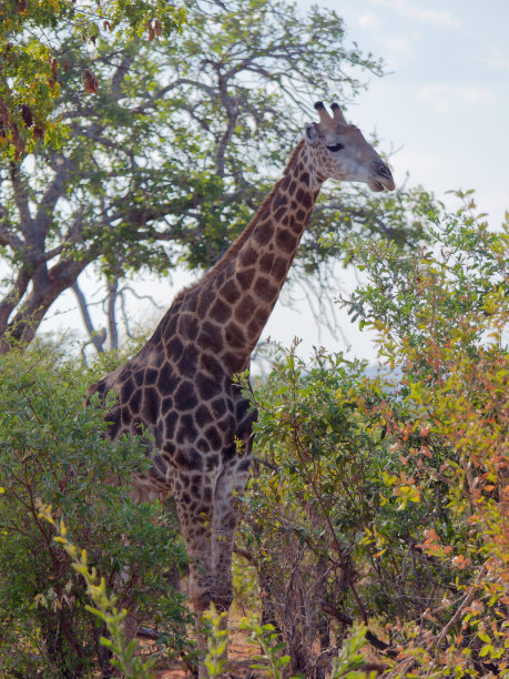 津巴布韦维多利亚瀑布国家公园里一只可爱长颈鹿的特写照片图片下载