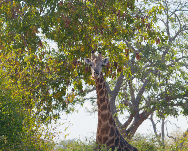 津巴布韦维多利亚瀑布国家公园里一只可爱长颈鹿的特写照片图片下载