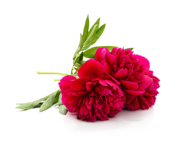 两朵红色的牡丹。图片下载