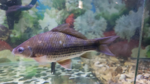 水族馆鱼类图片下载