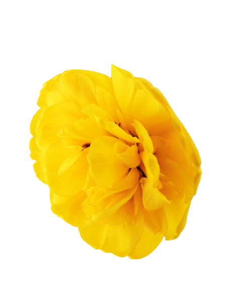 黄色的水仙花和郁金香，绿色的叶子被隔离在白色的背景上图片下载