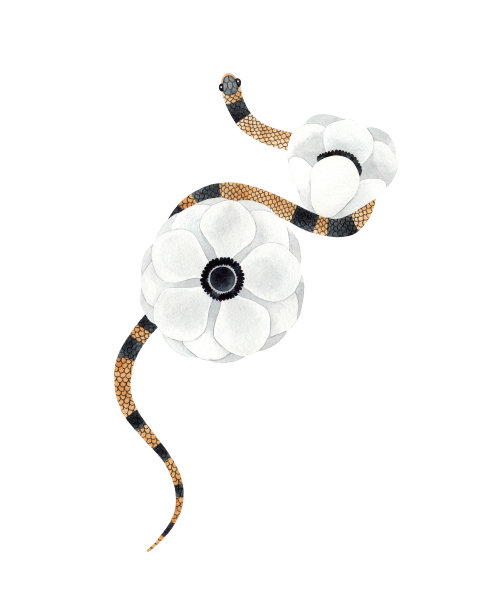 水彩黄色条纹蛇与白色花朵插图。孤立在白色背景上。精神的作文图片下载