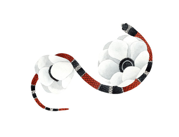 水彩红色条纹蛇与白花插图。孤立在白色背景上。精神的作文图片下载