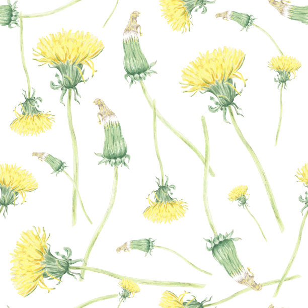 水彩无缝图案与野花黄色蒲公英白色背景，手绘在植物的风格，为假日，婚礼设计。数码纸包织物，纺织品，墙纸，封面，印刷品，包装，纸张，剪贴簿图片下载