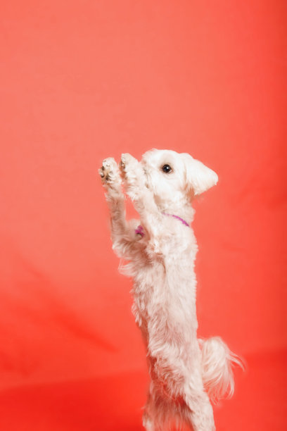 白色马尔济斯犬在摄影棚里的照片图片下载