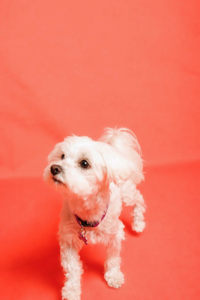 白色马尔济斯犬在摄影棚里的照片图片下载