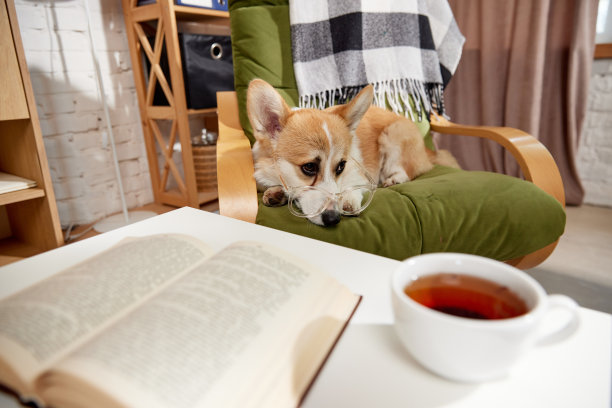 聪明的纯种柯基狗戴着眼镜，坐在家里的扶手椅上。桌子上有书和茶杯。聪明的宠物图片下载