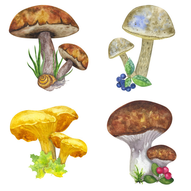 成分:食用菌，叶莓，蕨类，蜗牛，蔓越莓，山灰。手绘水彩插图孤立的白色背景。设计元素图片下载
