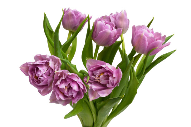 一束紫色的郁金香图片下载