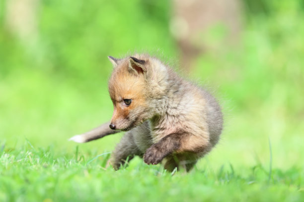 红狐幼崽特写图片下载