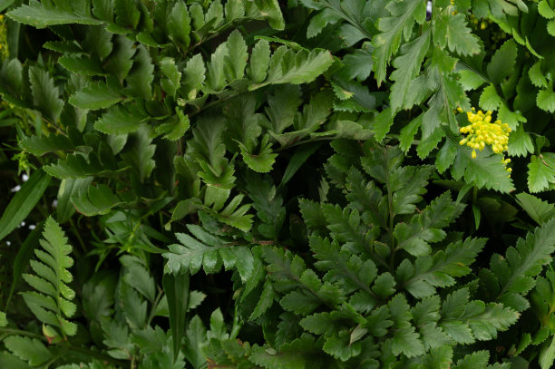 清洁的绿色植物叶片图案图片下载