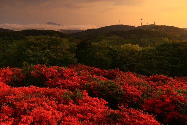 黎明的景色和杜鹃花图片下载