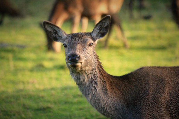 马鹿放牧图片下载