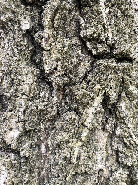 老橡树的树皮。图片下载