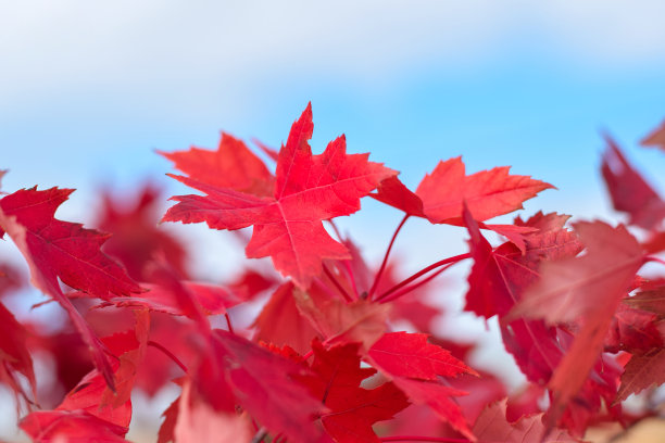 红枫叶配蓝天背景图片下载