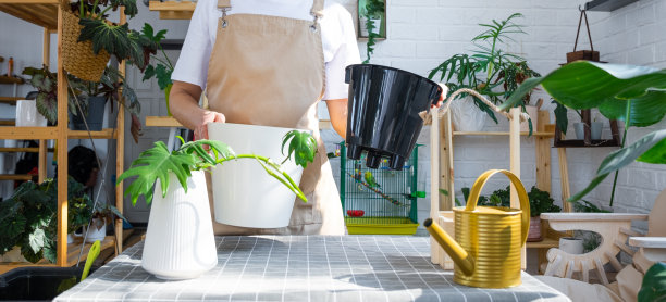 围着围裙的女人拿着一根室内植物的茎，在一个白色的花盆里种植，模拟模板。种植和爱护，温室图片下载