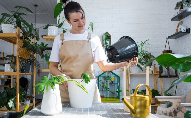一名系着围裙的妇女拿着一个双底自动浇水的花盆，用来种植室内植物黄花莲的插枝。种植和爱护，温室。模拟，排水管道图片下载