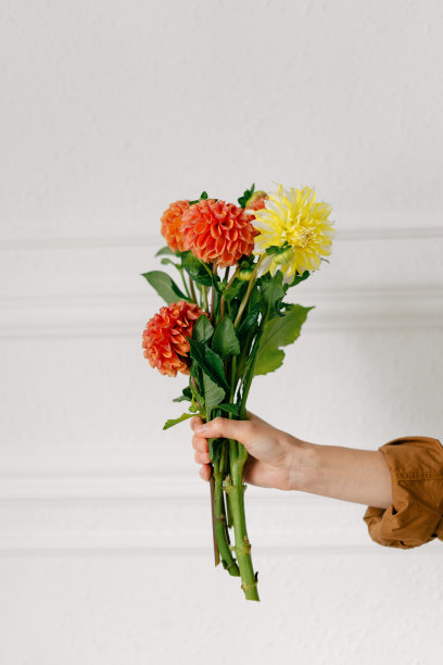 在白色背景上，一位女性手持一束大丽花的特写。图片为您的设计图片下载