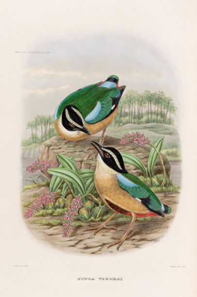 19世纪色彩鲜艳的鸟类插图。图片下载