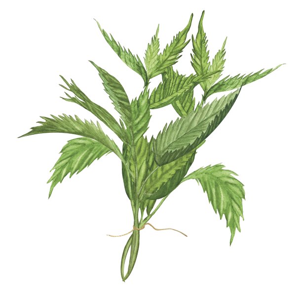一束荨麻水彩画图片下载