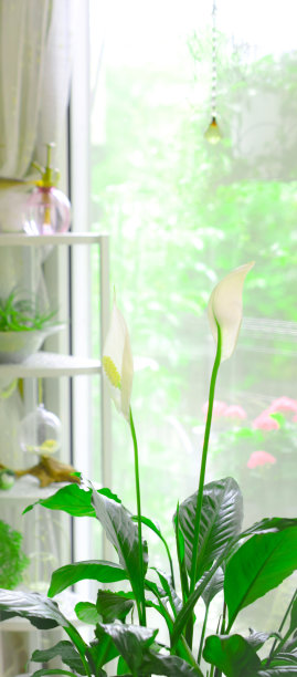 夏季房内部图片下载