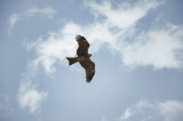 黑色的风筝图片下载