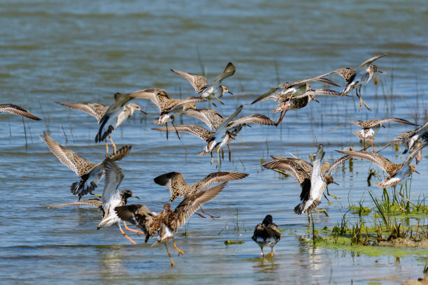 Ruff Philomachus pugnax群在野外图片下载