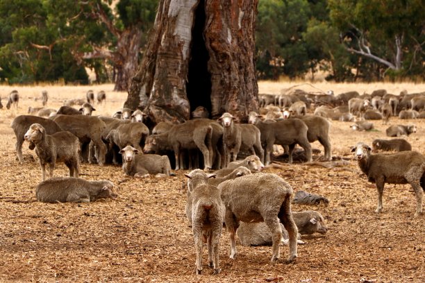 澳大利亚养羊业图片下载